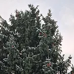 Strzyzowiec 80 Czernica (Jelenia Gora)